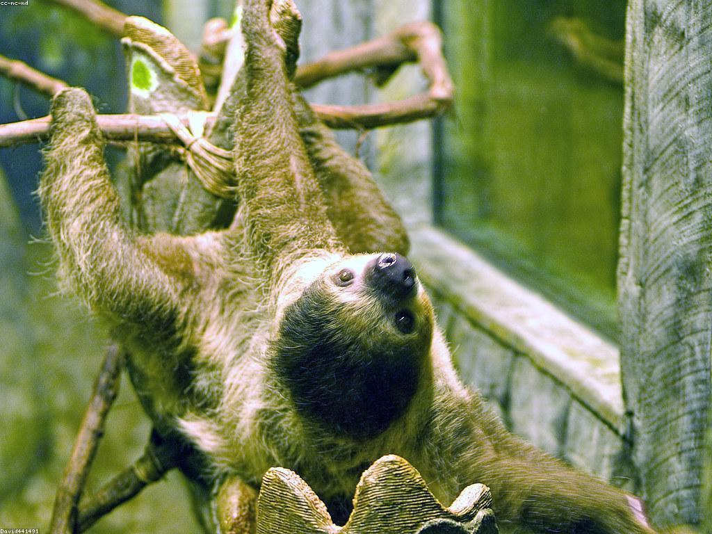 ការរស់នៅយ៉ាងប្រកបដោយចីរភាពជាមួយស្លុតហ្វីស